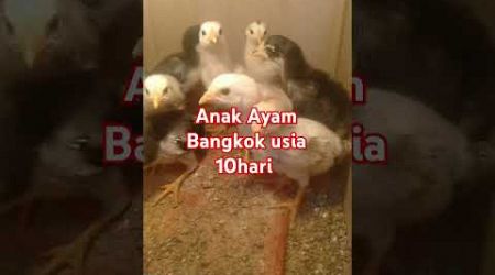 Anak Ayam Bangkok #caramerawatayam #carabeternakayam #vidioshort #fypシ゚viral #fyp