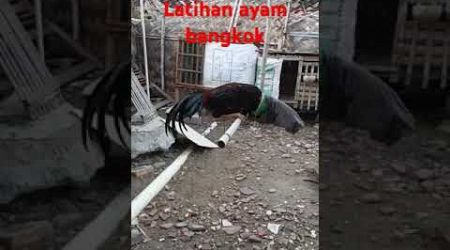 Tips melatih ayam bangkok sederhana