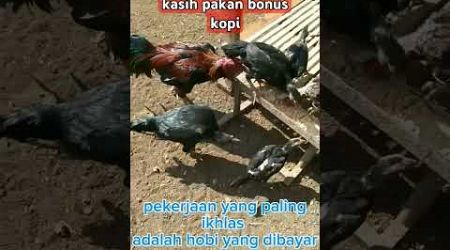 pakan ayam bangkok #ayambangkokindinesia #fighter #ekorlidi #jualanonline