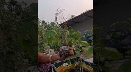 Long beans লাগালাম # gardening # you tube shorts_video # mousumi samui 