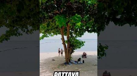 Tree Pattaya