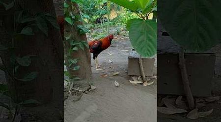 profil ayam koytrad hasil cross breeding ayam pakhoy dg ayam bangkok trad !!!