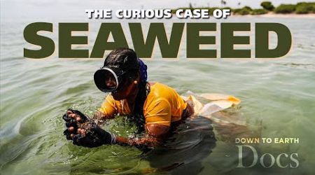 Why is the Indian Government promoting invasive seaweed like Kappaphycus Alvarezii? | DTE Docs