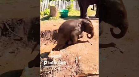 Cute child elephant #trending #viralshort #viral#popular