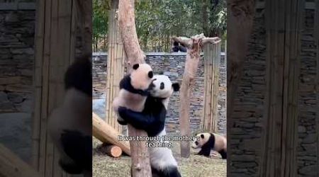 The panda mother’s education of her cub #shortsvideo #animals #cute #shorts