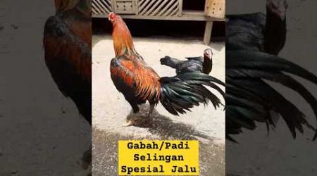 Ayam Bangkok Spesialis Jalu#ternakbangkok #ayambangkokimport #pakanayambangkok