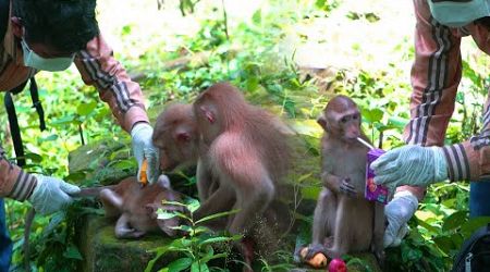 Update News: Brother Yat Help Applying medical to New Longtail abandoned monkey