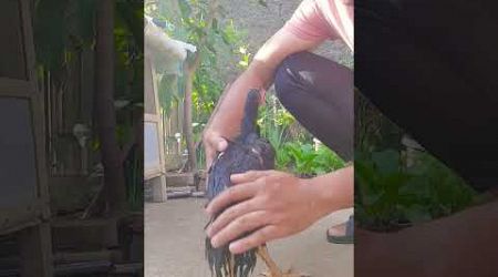 AYAM BANGKOK PALING DITAKUTI#ayam#ayamkampung #ayambangkokindonesia#rooster #aseel#ternakayam#shorts