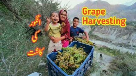 Grape Harvesting | Village Life | Daily Lifestyle Vlog | Vlogs New Video