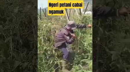 MENGEJUTKAN PETANI CABAI NGAMUK#shortsfeed #trendingshorts #beritaterkini #trends #viraltiktok