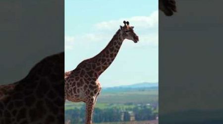 Baby Giraffe on the back of Mother # Funny PK # trends # shorts # animals