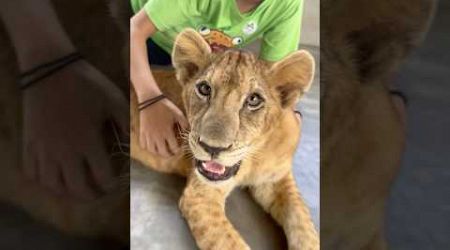 Lion up close in Phuket Thailand! #shorts #lion #zoo #ytshorts #phuket #thailand