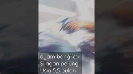 hasil silagan bangkok pelung usia 5,5 bulan