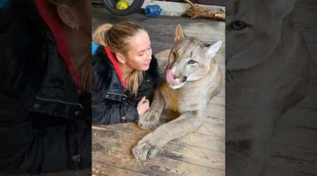 Girl Saved A Puma