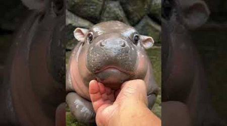 MooDeng The little hippo is so cute. #viralvideo#video #moodeng #memes #thailand #hippo #หมูเด้ง