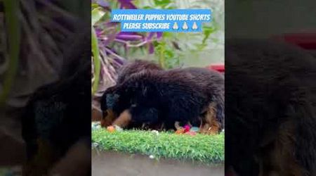 Most Popular For Guarding Purpose Rottweiler #shorts #trending #pets #doglover #puppy #rottweiler