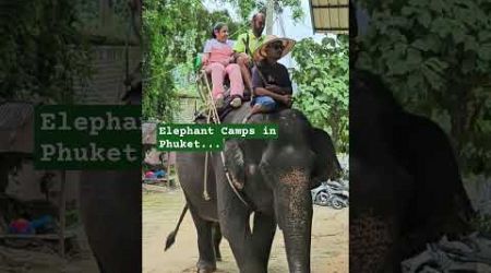 Phuket Hills, Elephant Camps#PhuketIsland#Elephantcamps