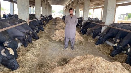 Silage pr Gabhon Jhoti Farming Business ll Pakistan Biggest Gabon Buffalo Jhoti Farm #dairyfarm