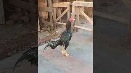 Ayam Bangkok super istimewa bos