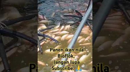 IKAN NILA BANGKOK.