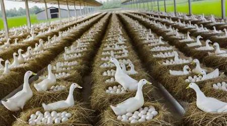 Harvesting Duck Eggs - Duck Egg Farm Business - DIY Cheap Food for Ducks