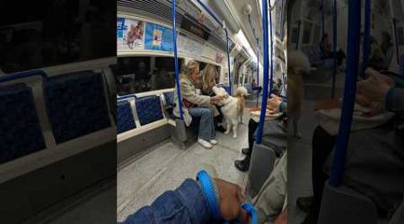 Train interactions with my dog!! #youtubeshorts #shorts #subway #tube #train #travel #husky #dog