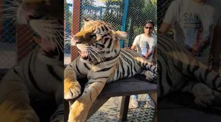 Pattaya Tiger Park #discoverthailand #shorts #travel #tiger #adventure #trending