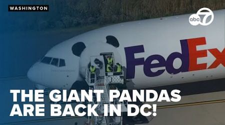 PANDA WATCH: New National Zoo pandas arrive at Dulles International Airport