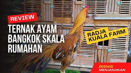 Peternakan Ayam Bangkok skala Rumahan di Radja Kuala Farm Banda Aceh