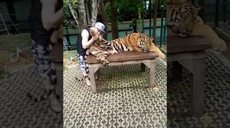 Tiger are delicious #Tiger #thailand #funny #funnyshorts