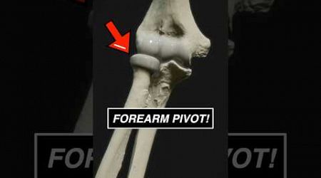 Your forearm can PIVOT! #3d #anatomy #medical #animation #medicalstudent