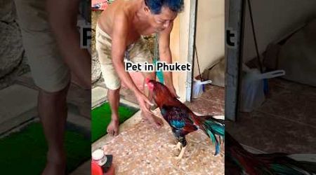 #phuket #chicken #gamecocks #gamefowl #svenlucaworld