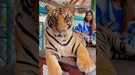 #tigerkingdom #tiger #thailand #thailanddiaries #phuket #trending #trendingshorts #travelvlog