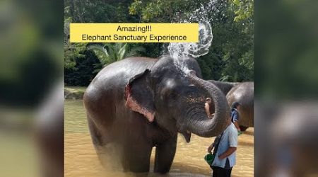 Thailand ELEPHANT Sanctuary Experience! 