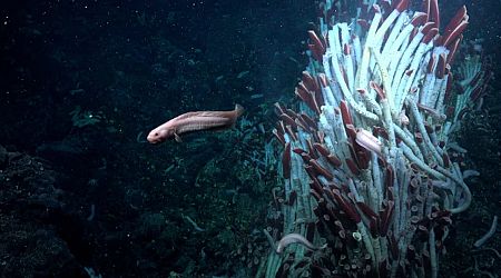 Animals found living underground near deep-sea hydrothermal vents