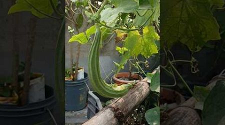 Harvesting ,খেয়ে নিল #shorts_video #gardening # mousumi samui ☺☺