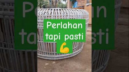 Kliter ayam Bangkok juara full tehnik semi brakot #pakanayambangkok #ayambangkokimport #ayampakhoy