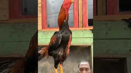 Ternak ayam Bangkok #ayam #animals #chicken #rooster #birds #chiken #youtubeshorts #trending