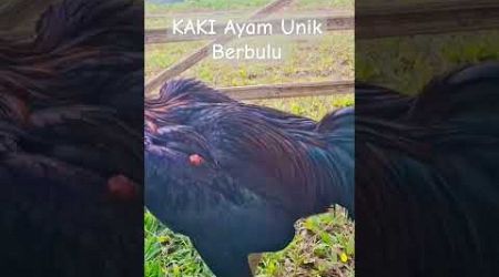 Ayam Bangkok Unik Kaki Berbulu #ayampakoy #ayamunik #ayamjago