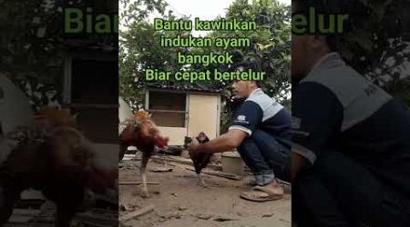 Bantu kawinkan ayam bangkok biar telurnya fertil anaknya jadi semua