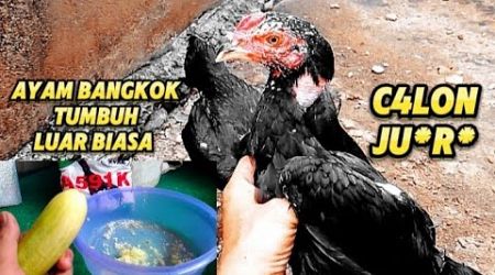 BURUAN BERI RAMUAN INI PADA AYAM BANGKOK, MANFAATNYA SANGAT LUAR BIASA