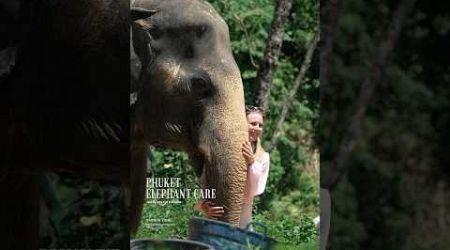 Phuket elephant care (Naithon Camp) #phuketelephantcare #elephant #phuketthailand #ช้างภูเก็ต