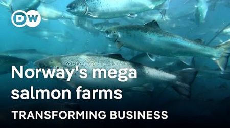 Can tech solve the biggest threats in the booming salmon industry? | Transforming Business