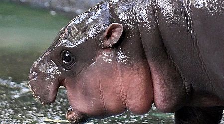 Why Moo Deng Fans Want To Look Like The Viral Baby Hippo