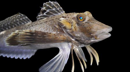 Sea robins use leg-like fins to taste and navigate seafloor, researchers discover