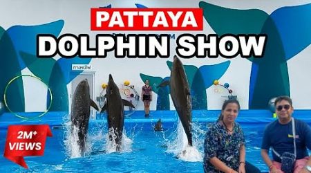 Dolphin Shows and Swimming with Dolphins in Pattaya||trending sweta vlogs #trending #vlog #vlogs