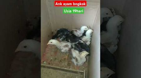 Anak Ayam Bangkok super #ayam #ternakbangkok #pakanayam #vidioshort #fypシ゚viral