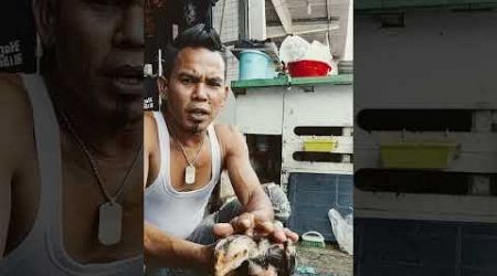 Pagi ini lagi mandi anakan ayam bangkok shamo Eropa asli supaya seger dan sehat kesehatannya