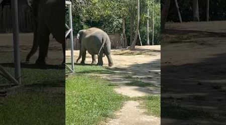 Cute elephants in Koh samui Thailand