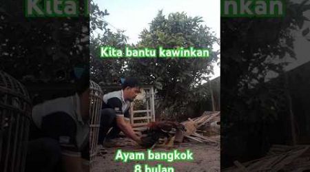 Kawin duduk ayam bangkok biar telurnya vertil